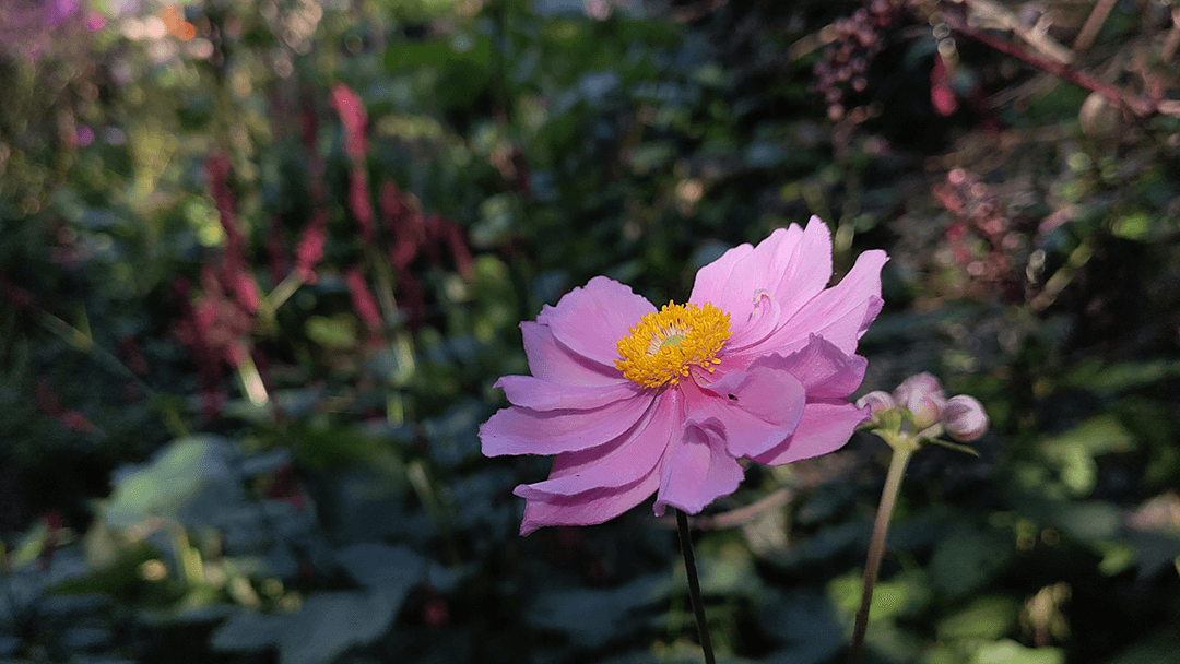 flower phone image